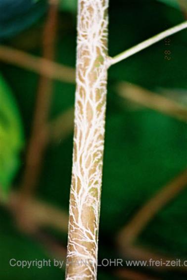 14 Thailand 2002 F1060005 Khao Lak Ausflug Khao Sok_478